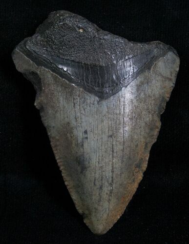 Bargain Megalodon Tooth - Florida #5452